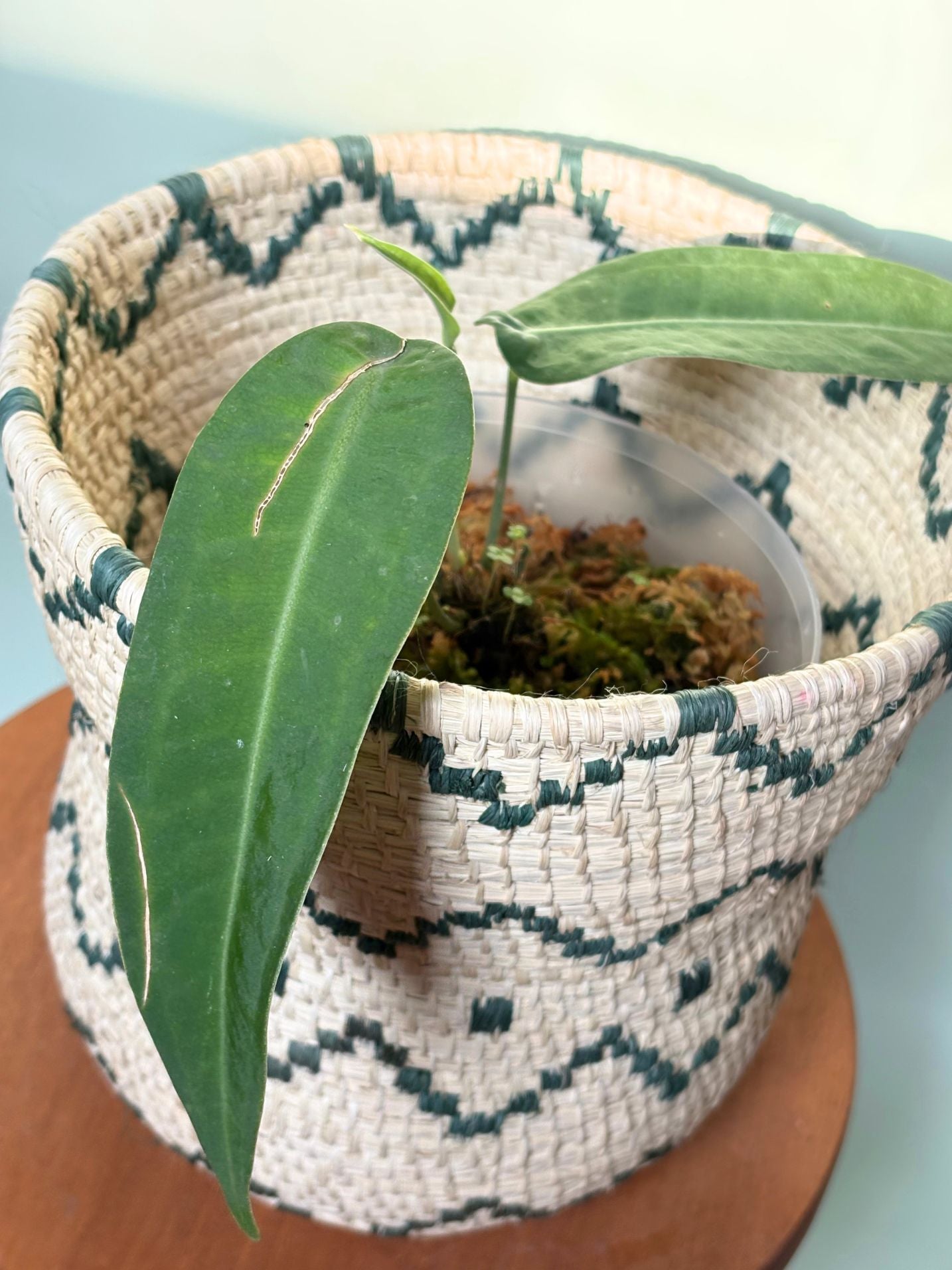 Anthurium sp. “Little Ghost” ~ Medium