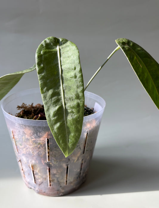 Anthurium sp. “Little Ghost” ~ Medium