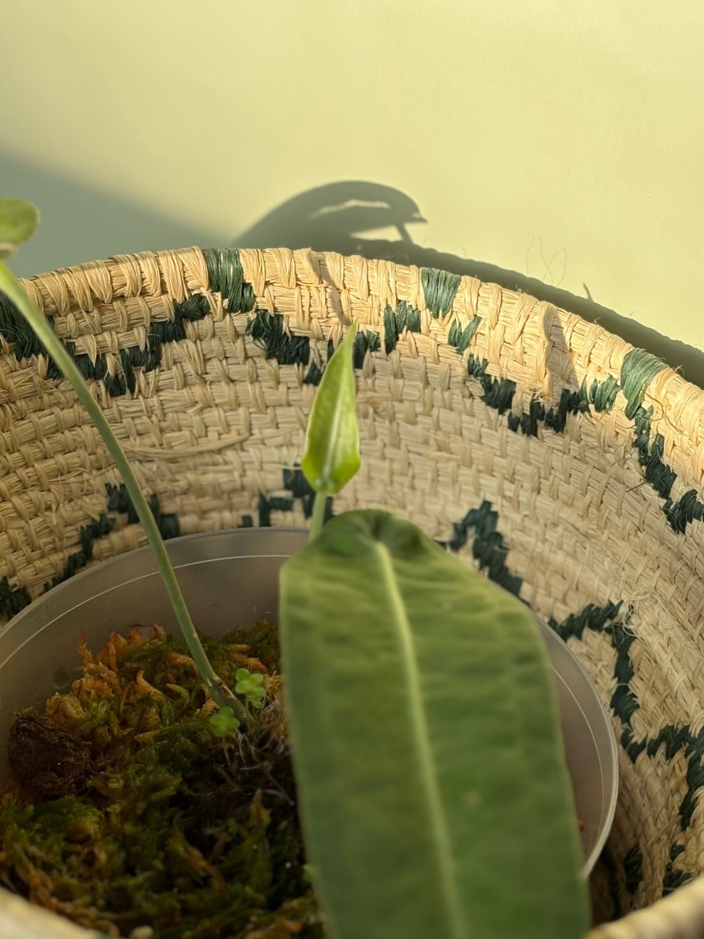 Anthurium sp. “Little Ghost” ~ Medium
