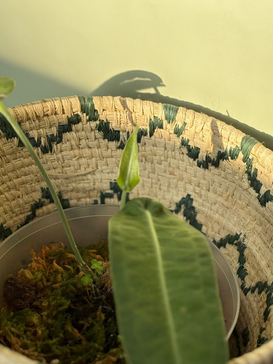 Anthurium sp. “Little Ghost” ~ Medium