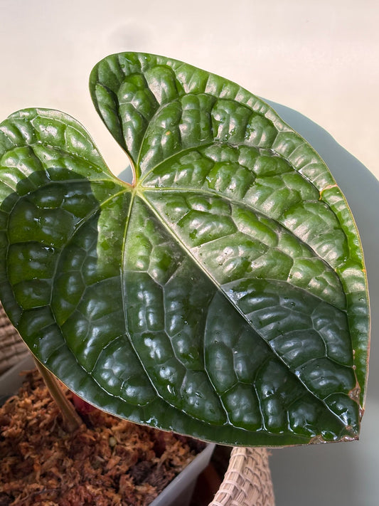 Anthurium Luxurians ~ Medium