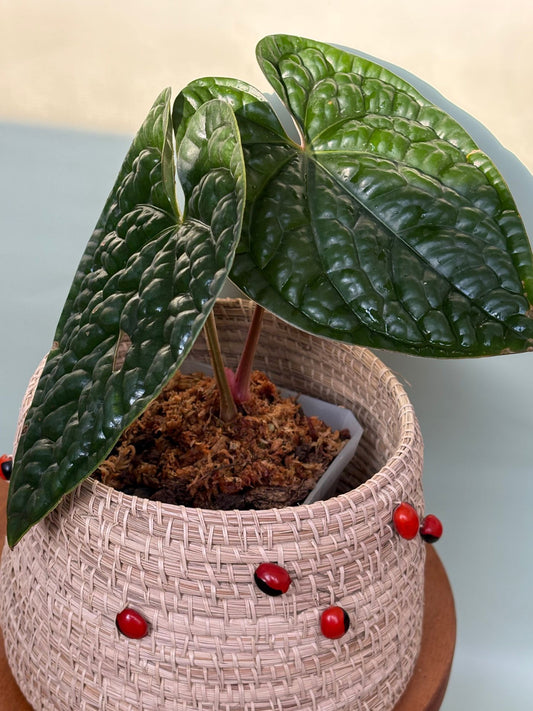 Anthurium Luxurians ~ Medium