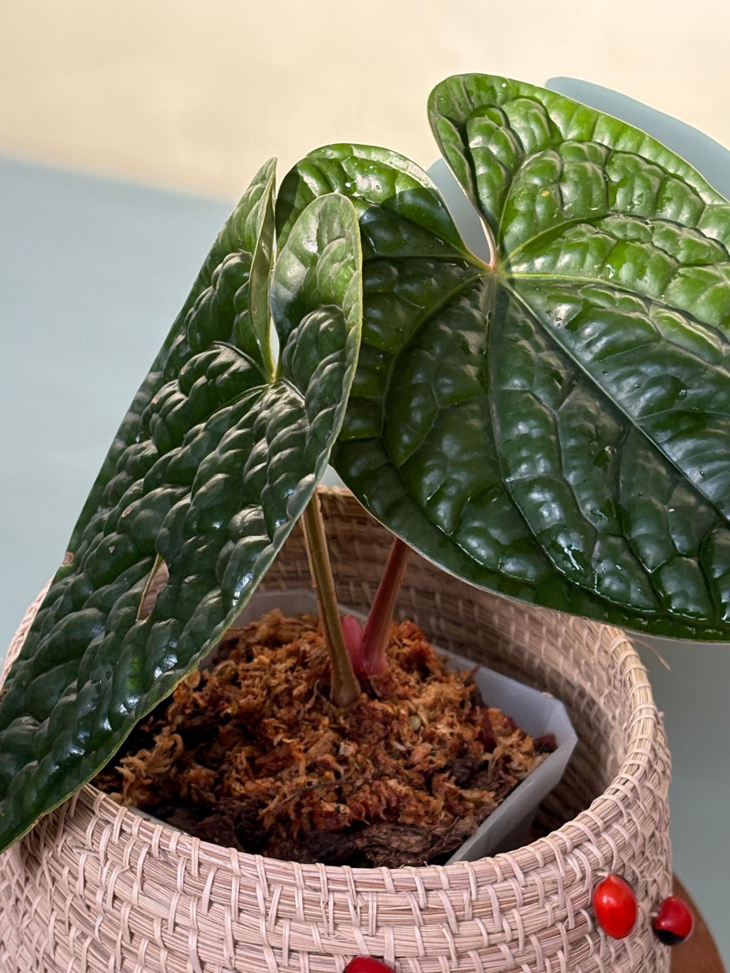 Anthurium Luxurians ~ Medium