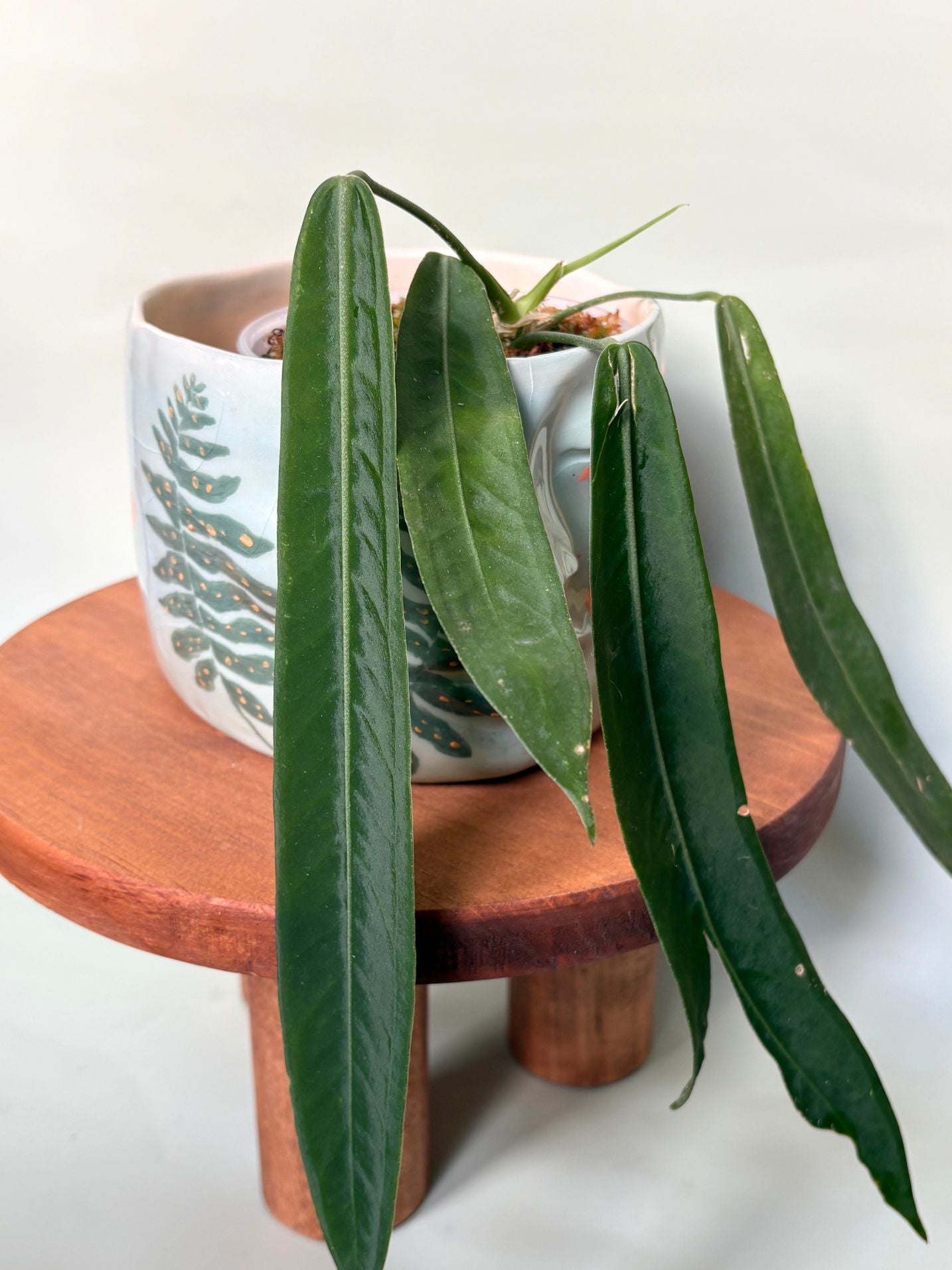 Anthurium Pallidiflorum ~ Medium