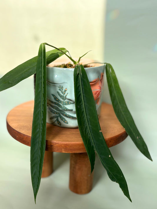 Anthurium Pallidiflorum ~ Medium