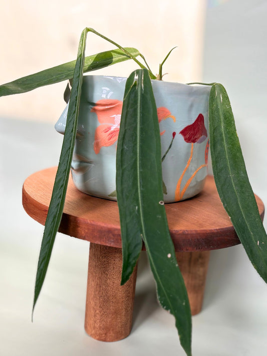 Anthurium Pallidiflorum ~ Medium