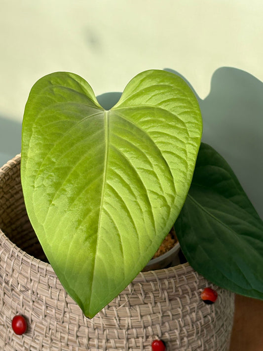 Anthurium Pulcachense ~ Medium