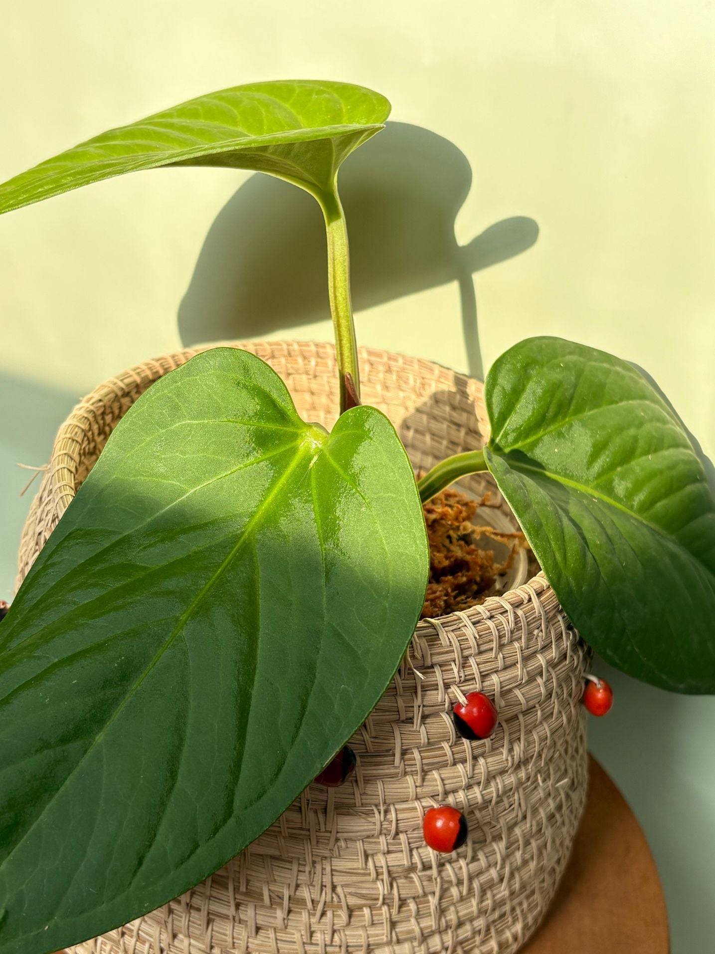 Anthurium Pulcachense ~ Medium