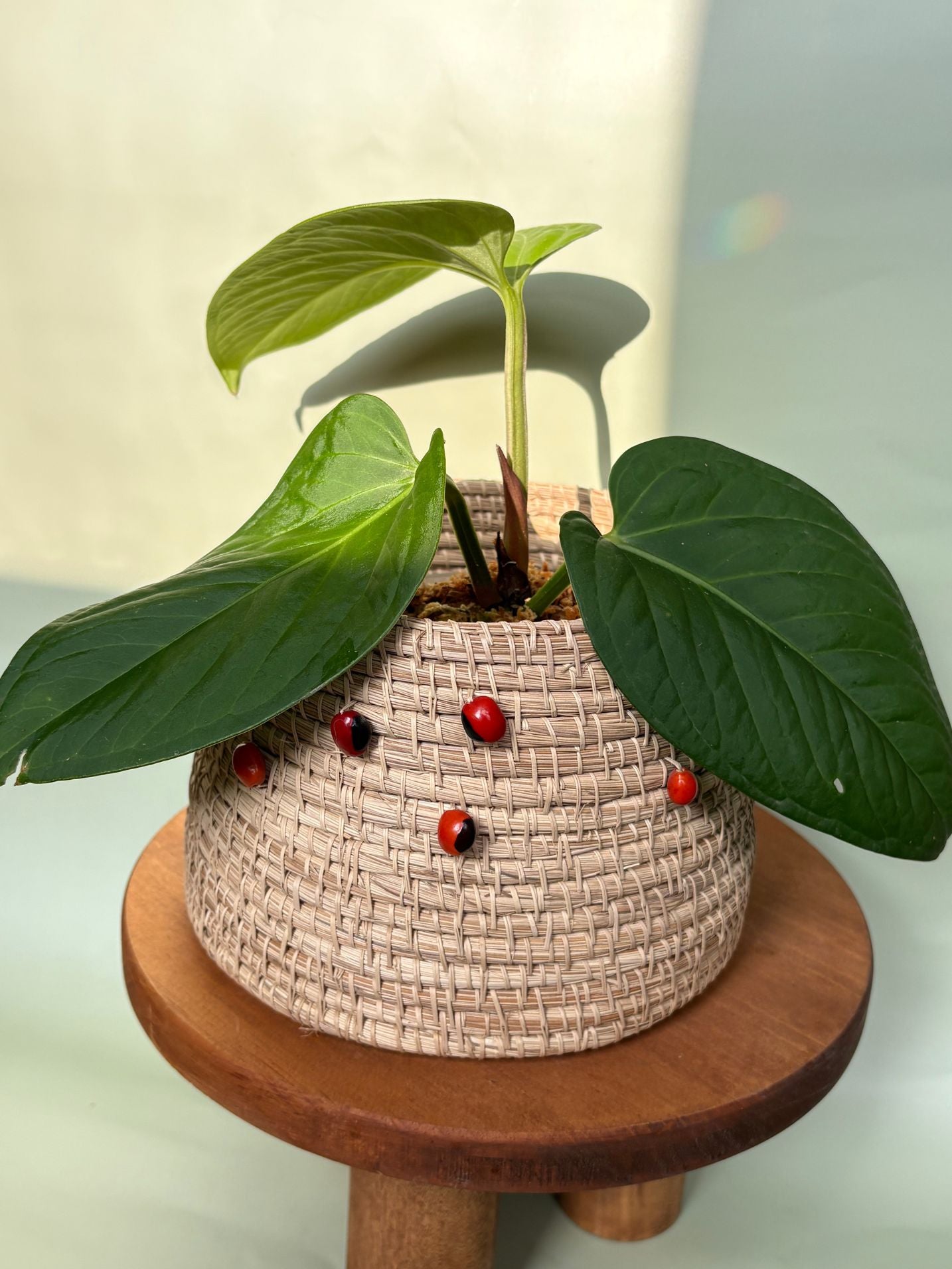Anthurium Pulcachense ~ Medium