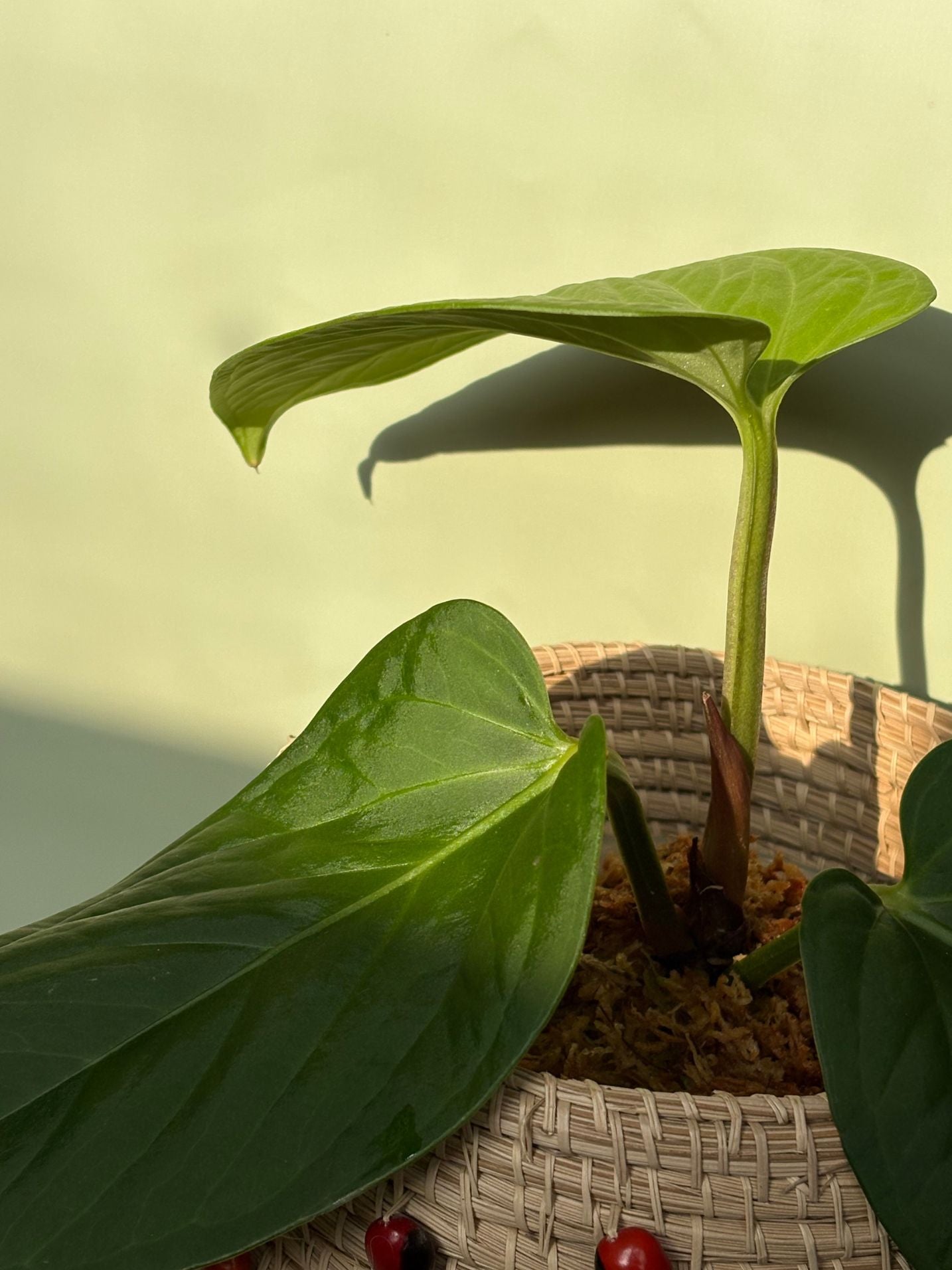 Anthurium Pulcachense ~ Medium