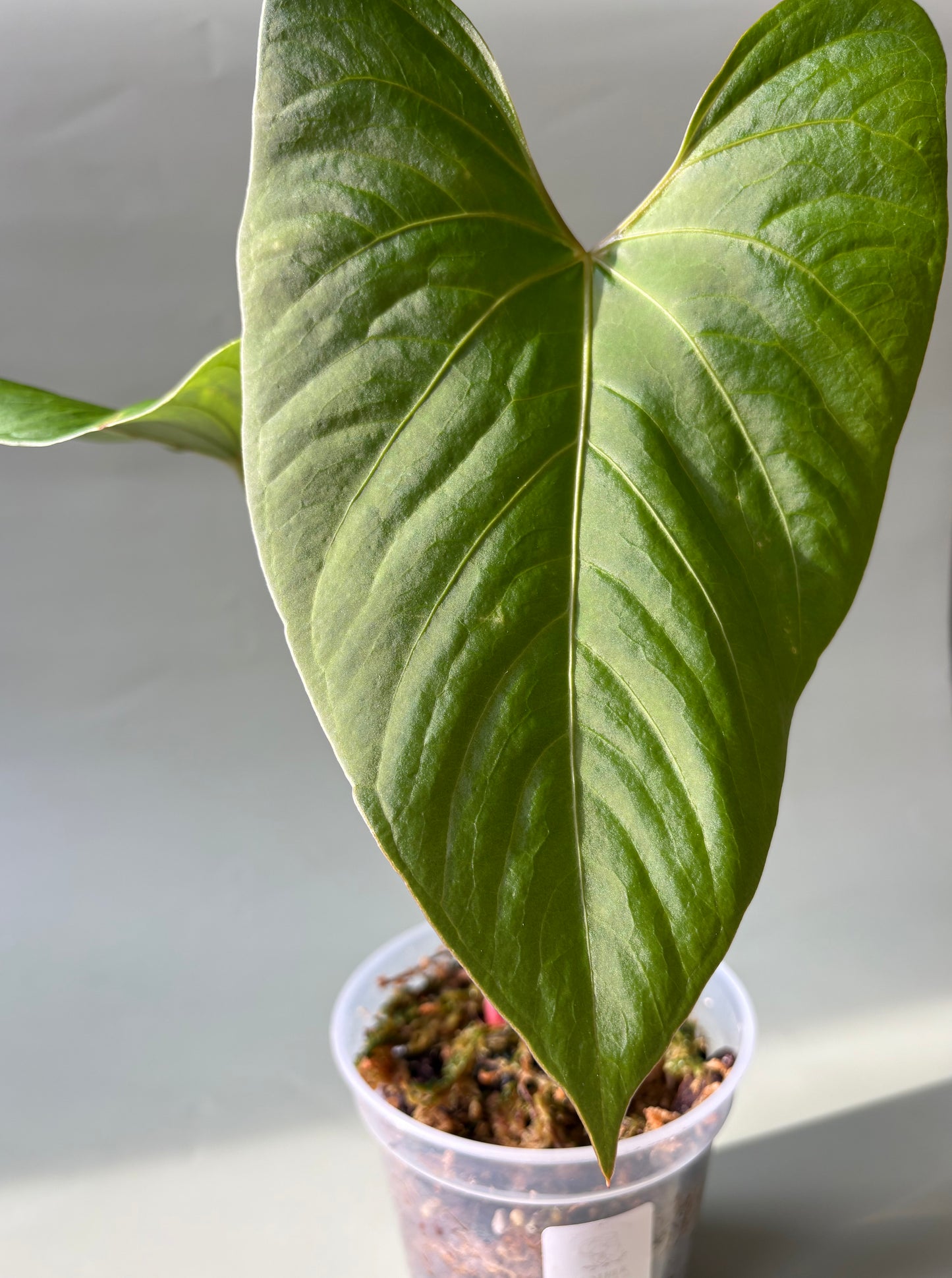 Anthurium sp. "Kunayala Glow" ~ Medium