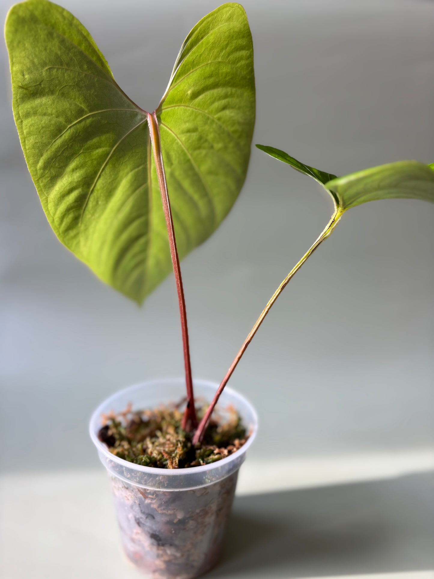 Anthurium sp. "Kunayala Glow" ~ Medium