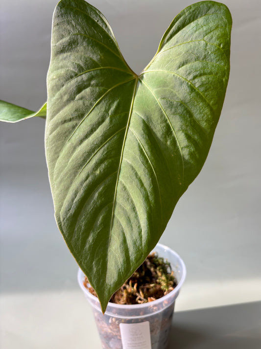 Anthurium sp. "Kunayala Glow" ~ Medium