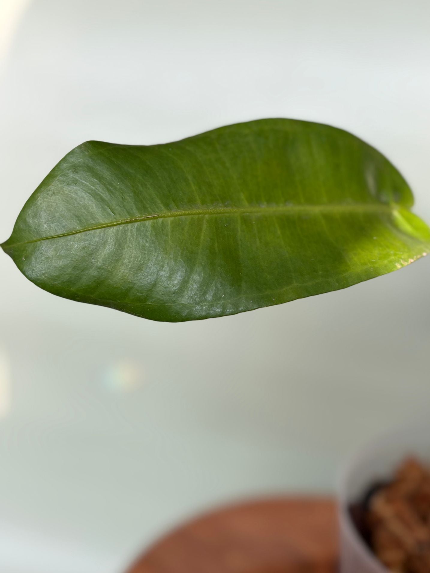Anthurium Timplowmanii ~ Medium