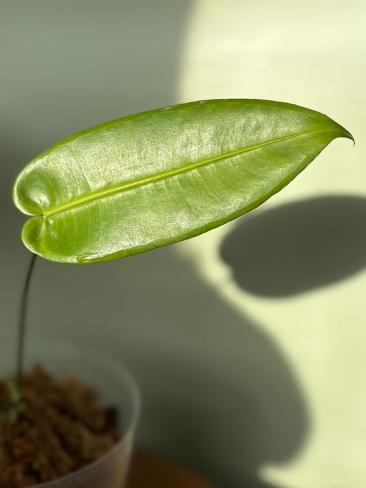 Anthurium Timplowmanii ~ Medium