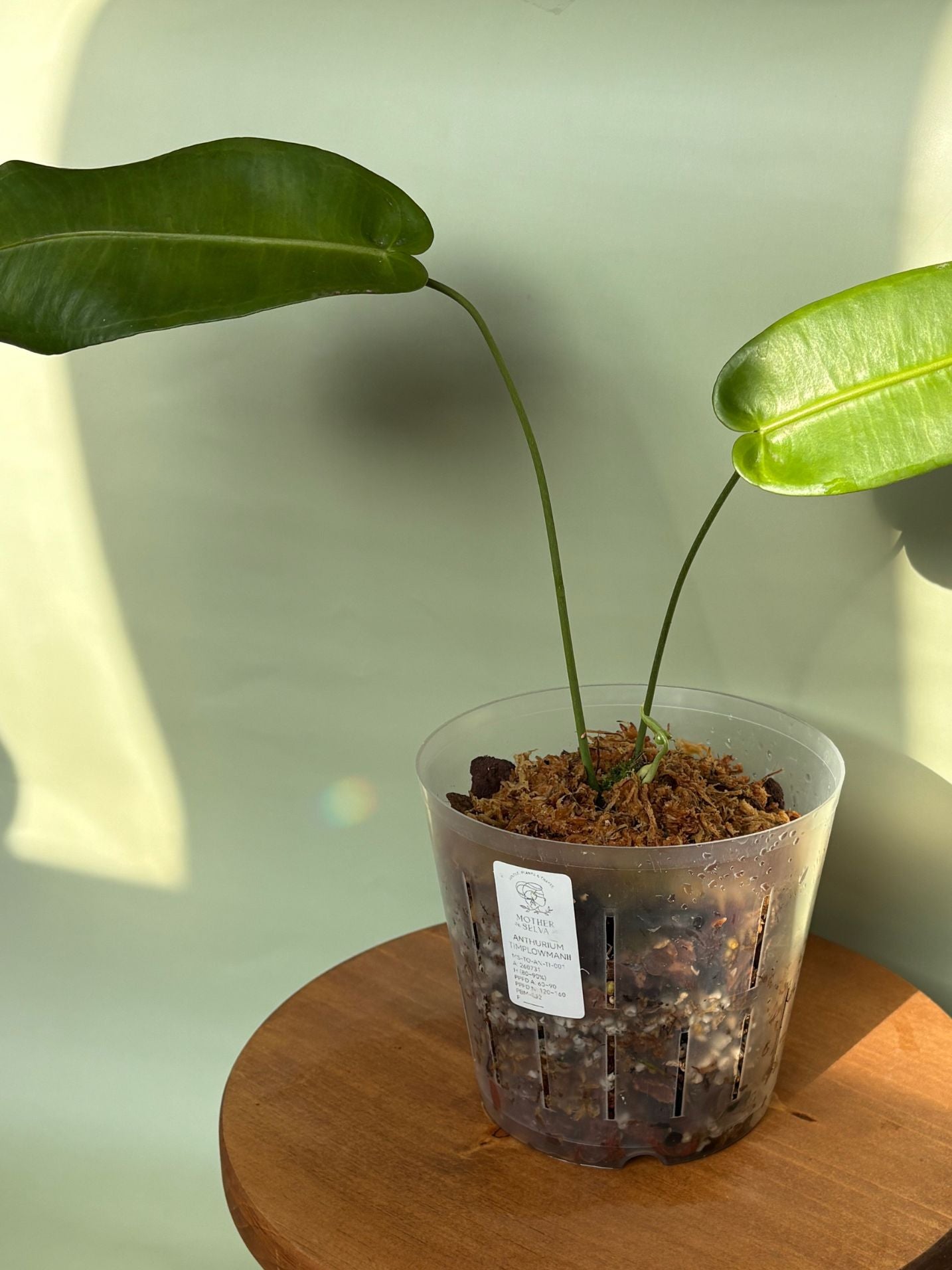 Anthurium Timplowmanii ~ Medium