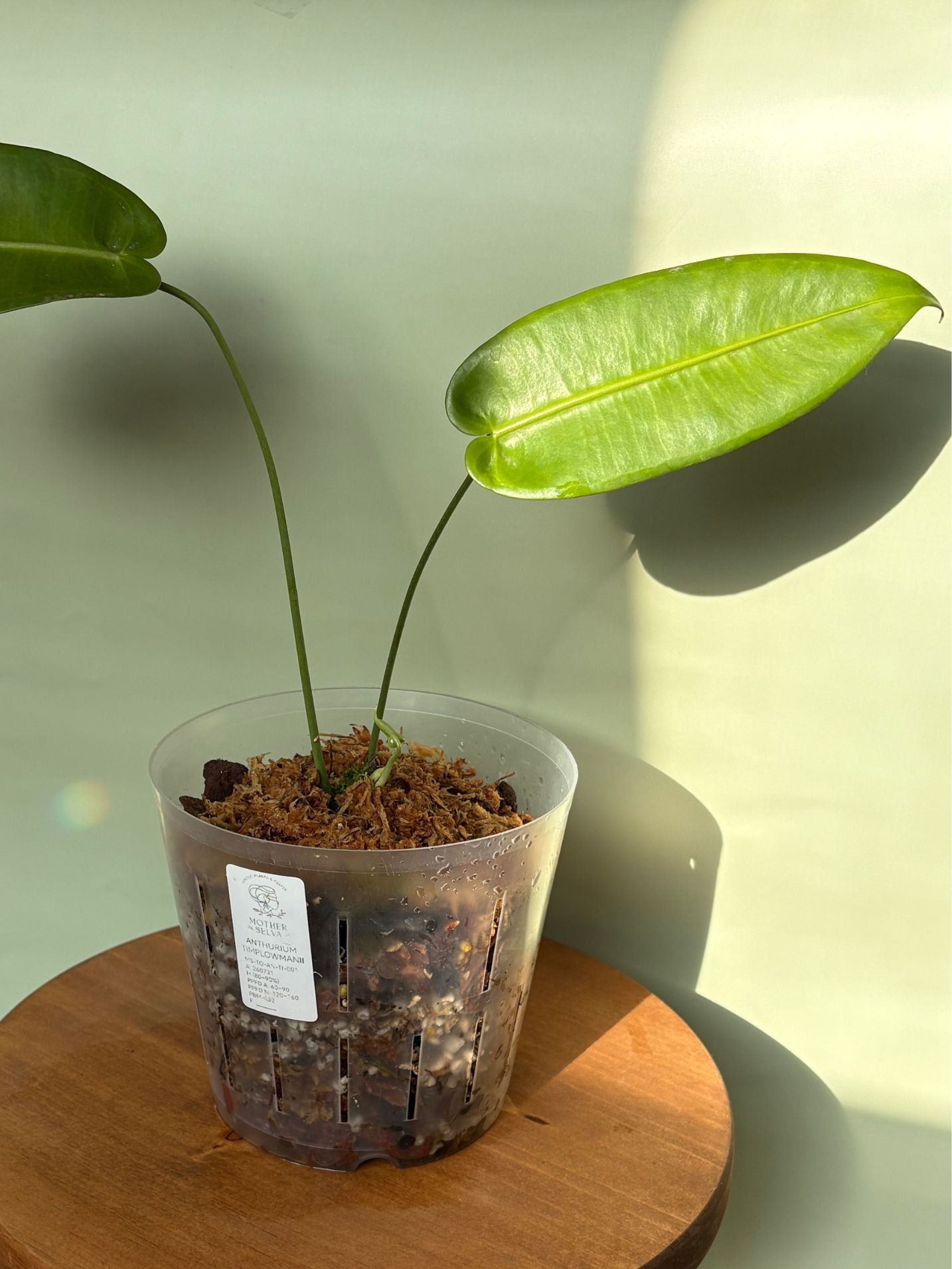 Anthurium Timplowmanii ~ Medium