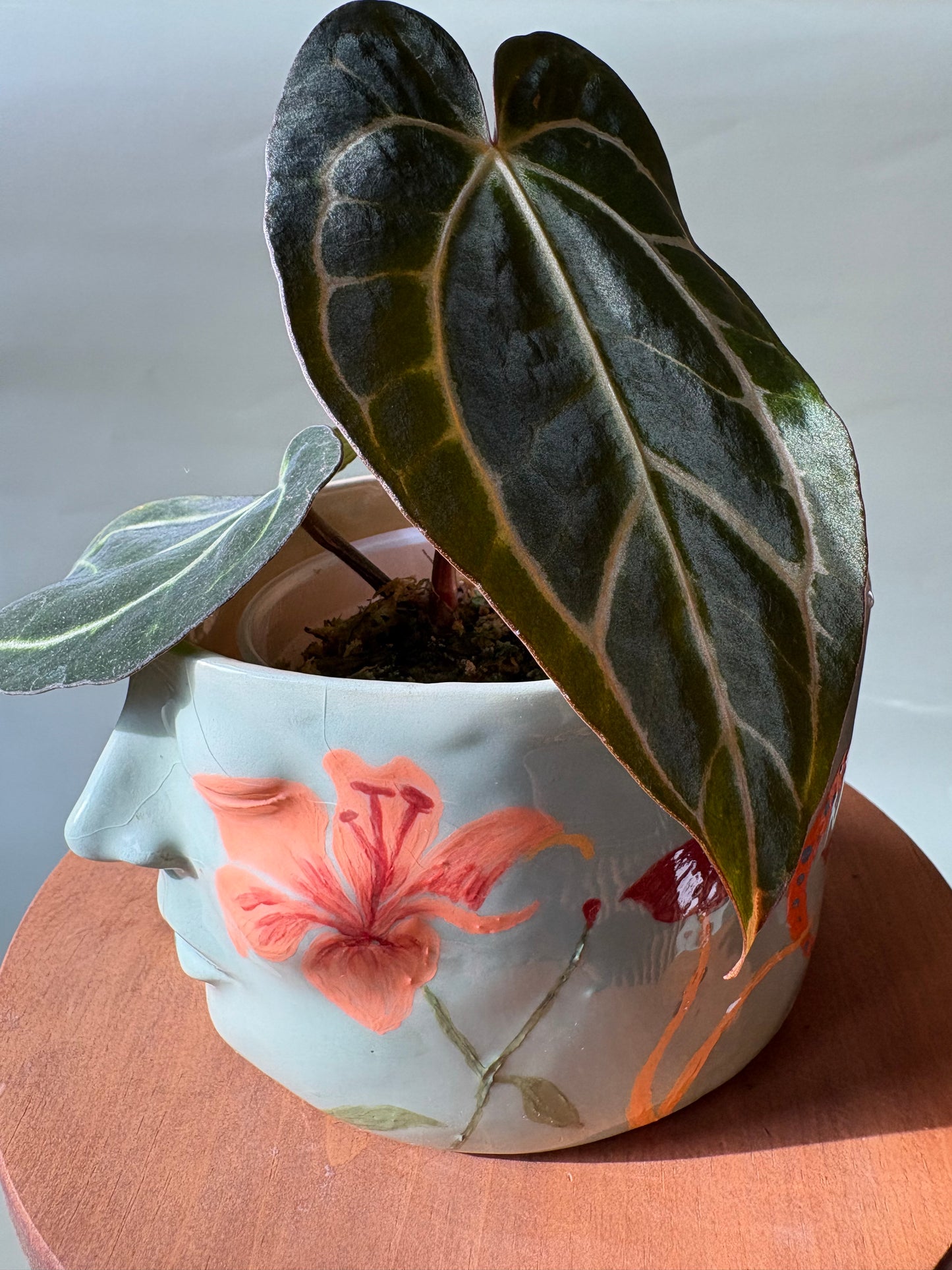 Anthurium Carlablackiae ~ Small