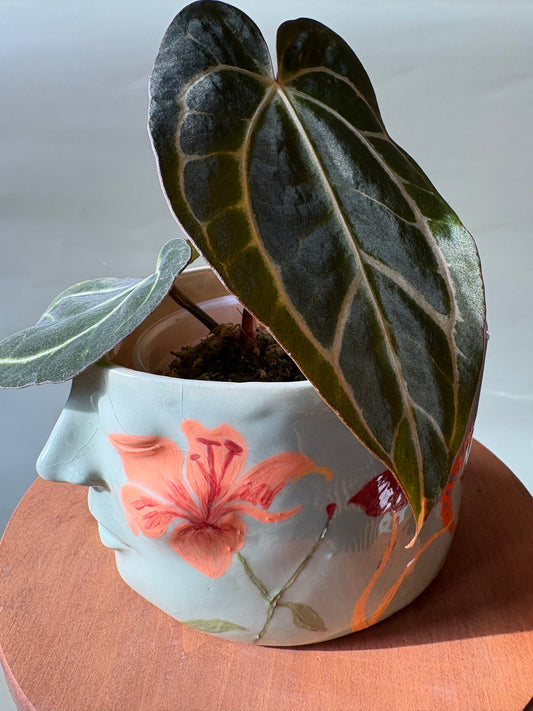 Anthurium Carlablackiae ~ Small