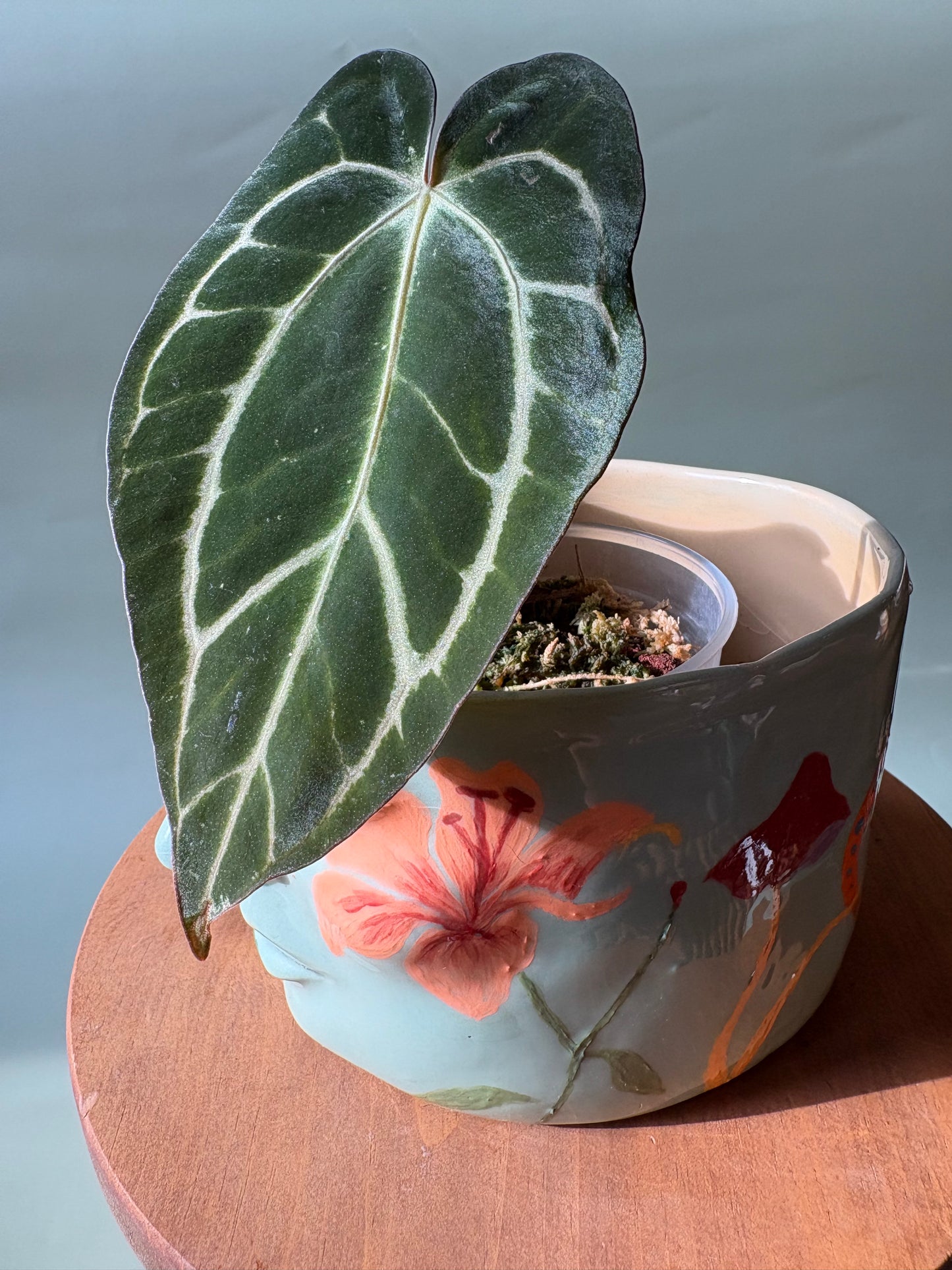 Anthurium Carlablackiae ~ Small