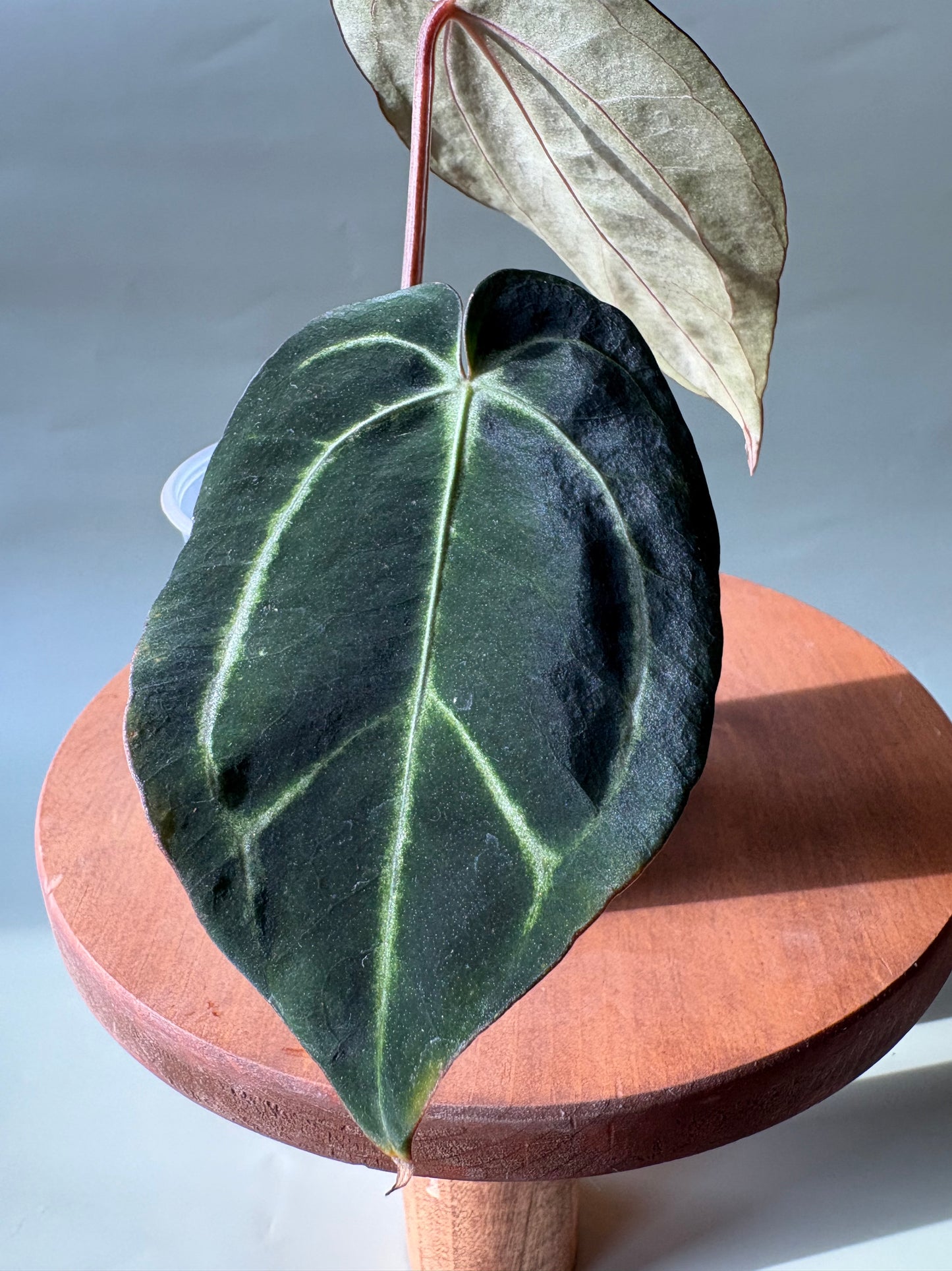 Anthurium Carlablackiae ~ Small