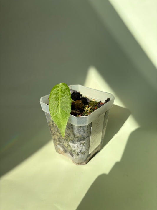 Anthurium Pallidiflorum Juvenile ~ Tiny