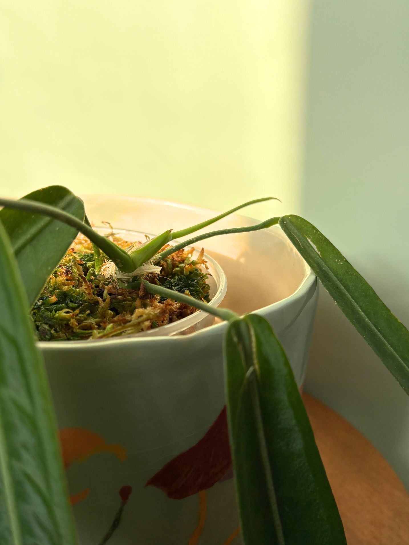 Anthurium Pallidiflorum ~ Medium