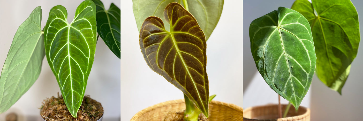Mother Selva Shop of Rare Tropical Plants and Plant Related Items