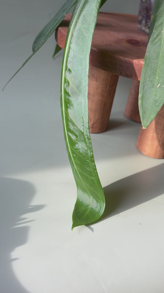 Anthurium Pallidiflorum Juvenile ~ Tiny