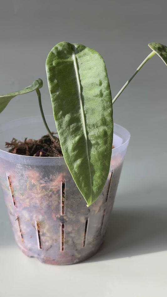 Anthurium sp. “Little Ghost” ~ Medium