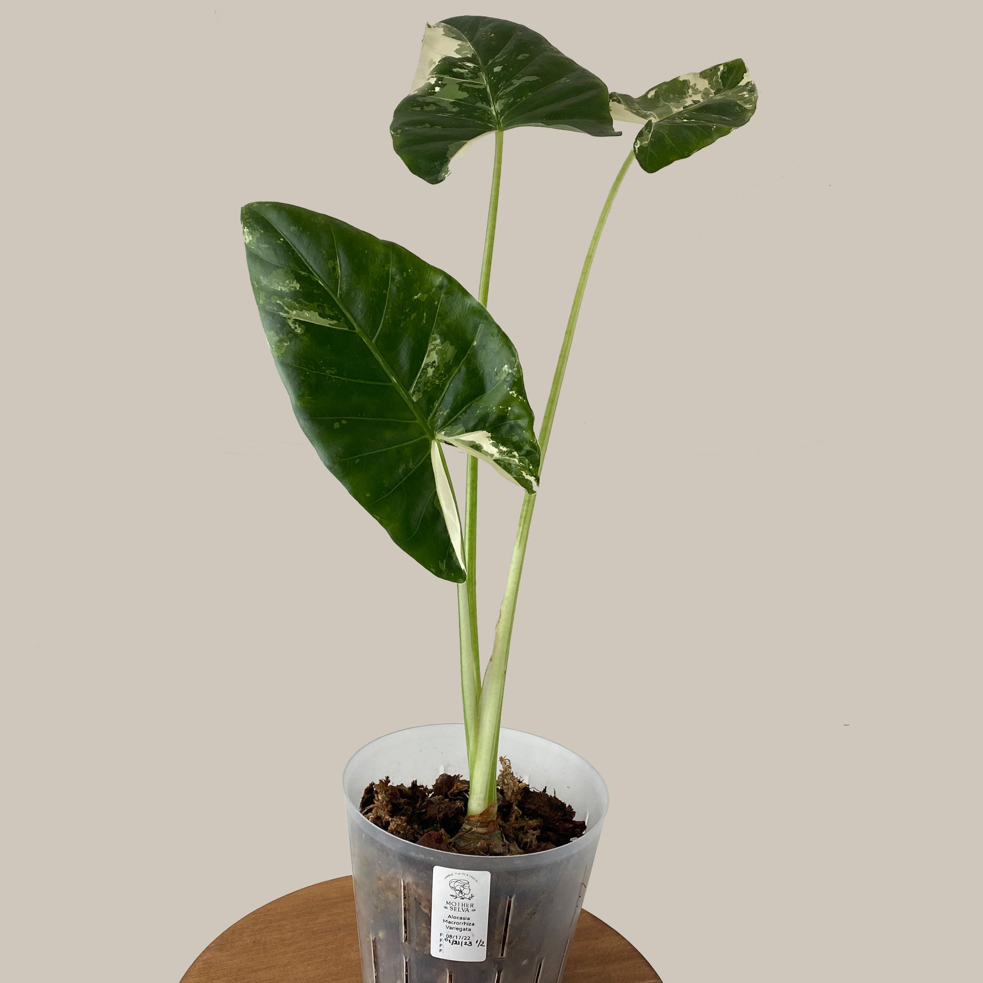 Alocasia Macrorrhiza Variegata Available in Canada