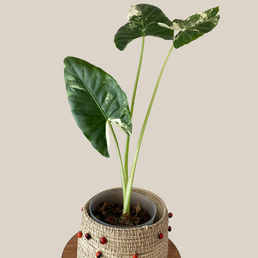 Alocasia Macrorrhiza Variegated Available in Toronto Ontario