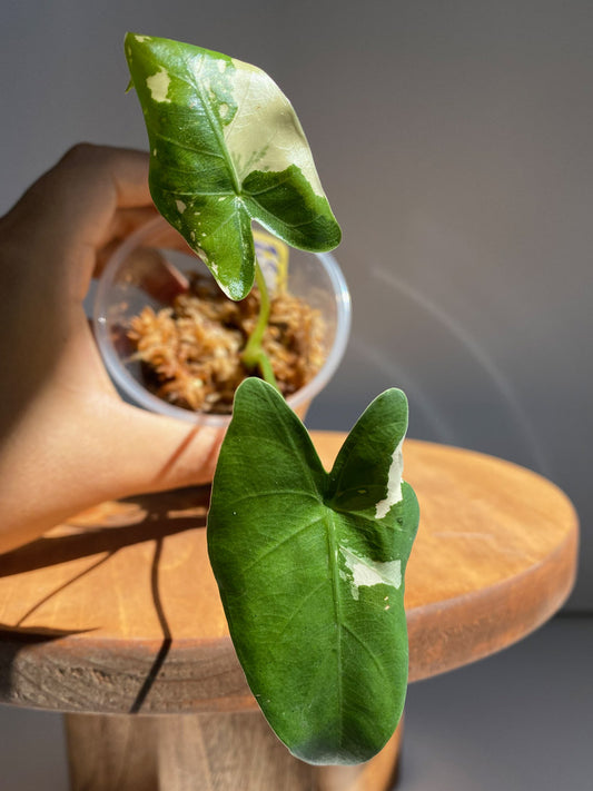 Alocasia Macrorrhiza Variegated, Rare tropical plant in Canada