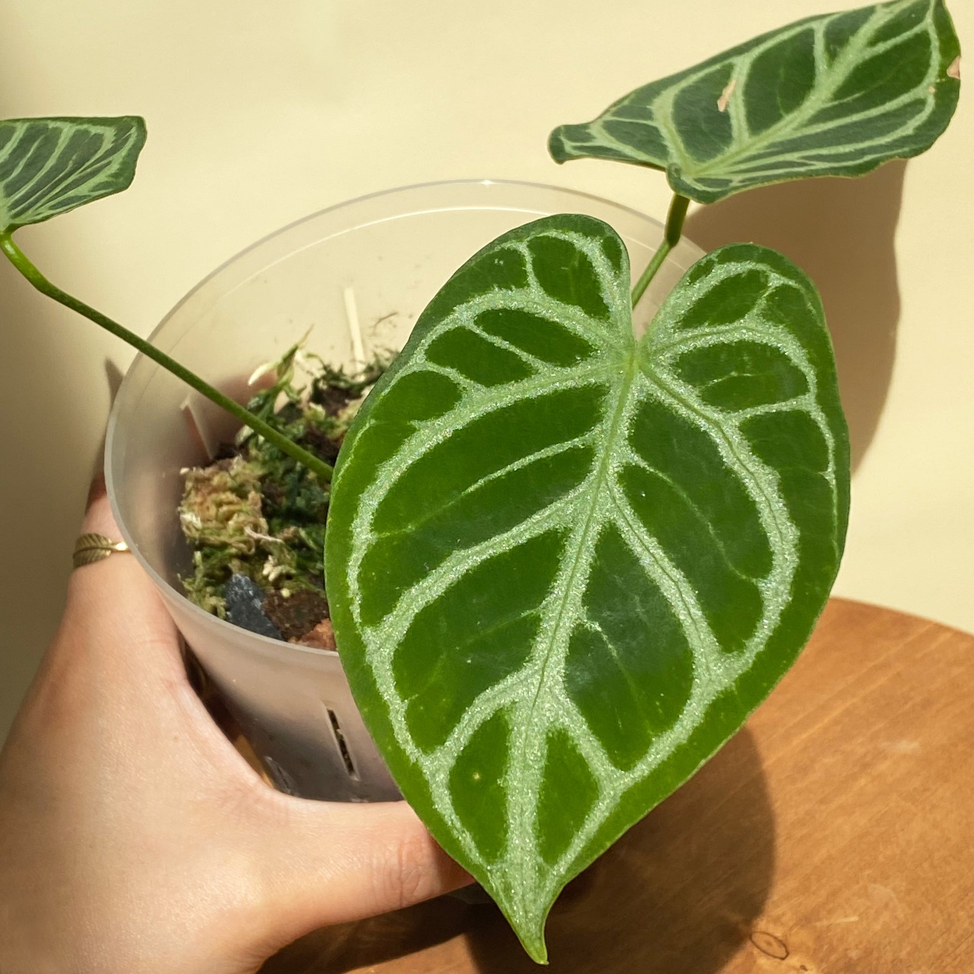 anthurium crystallinum hope Anthurium Crystallinum ~ Mother Selva ~ Rare Tropical Plants in Canada