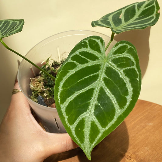 Anthurium Crystallinum in Canada