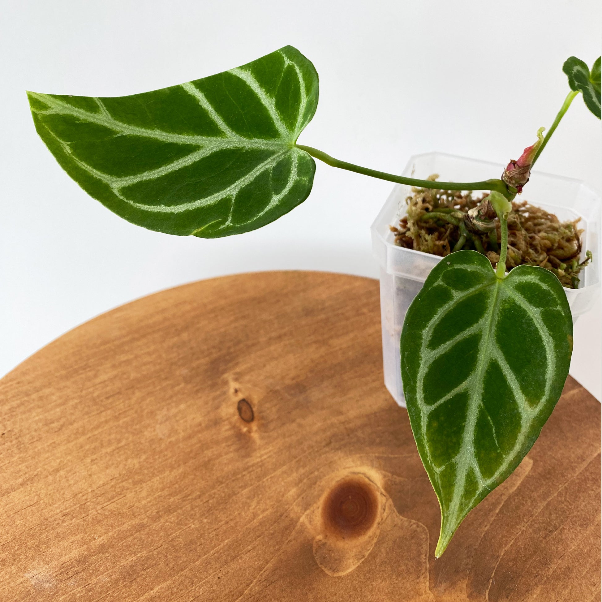 anthurium c Anthurium Crystallinum Juvenile ~ Tiny ~ Mother Selva ~ Rare Tropical Plants in Canada