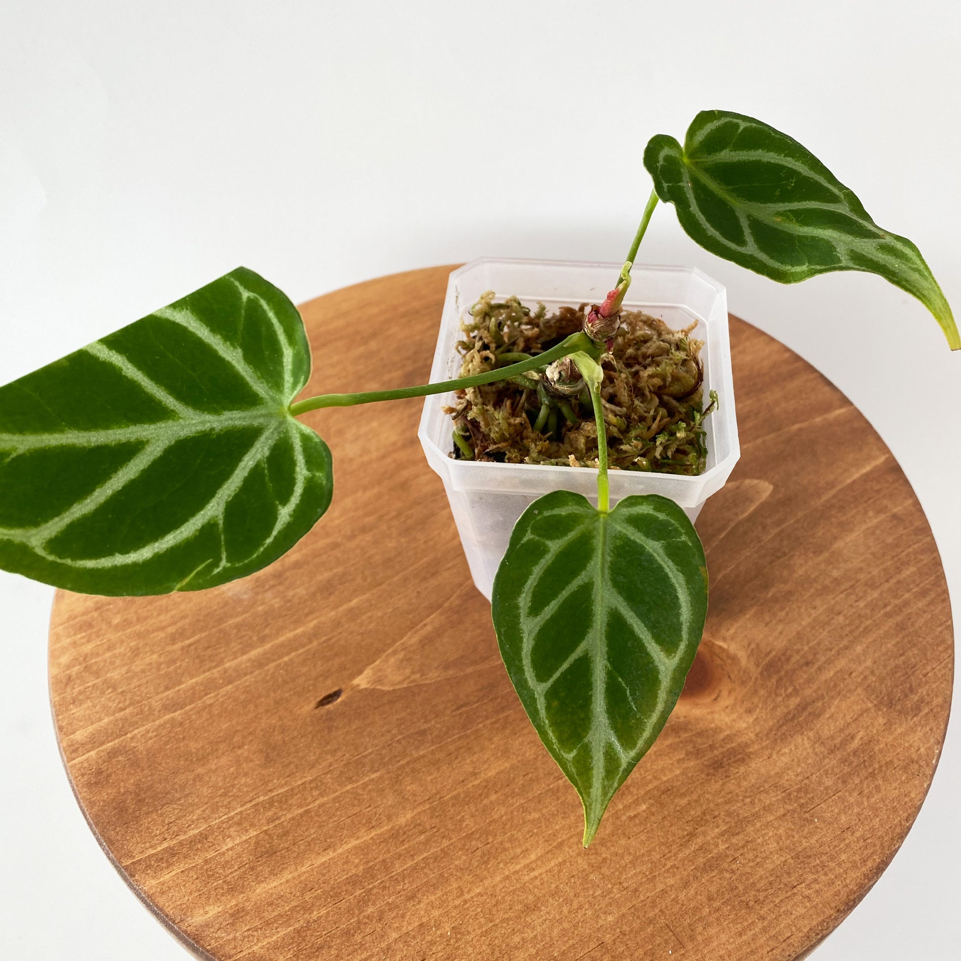 anthurium crystallinum size Anthurium Crystallinum Juvenile ~ Tiny ~ Mother Selva ~ Rare Tropical Plants in Canada
