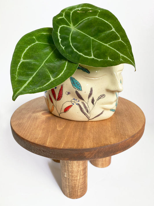 Anthurium Forgetii, Small Size, Rare Tropical Plants in Toronto, Canada