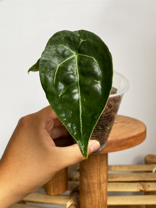 Anthurium Forgetii,  Variant C, Rare anthurium in Canada