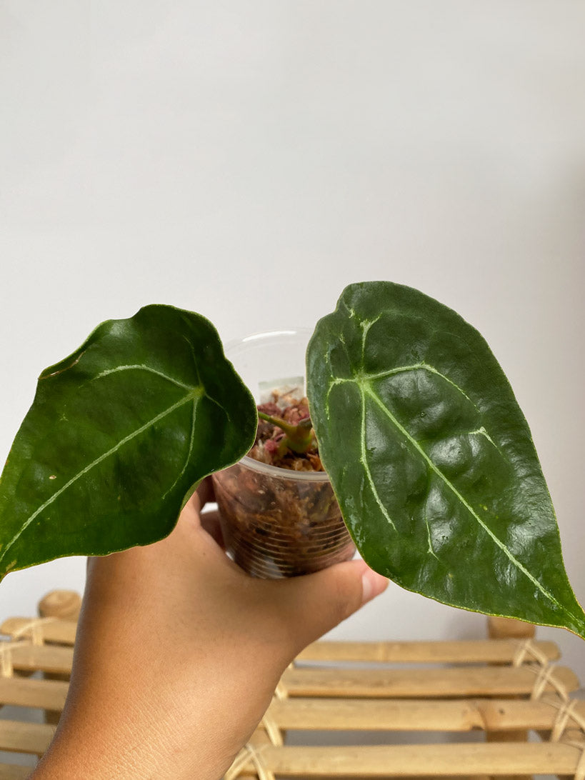 Anthurium Forgetii, Variant A, rare anthurium in Canada