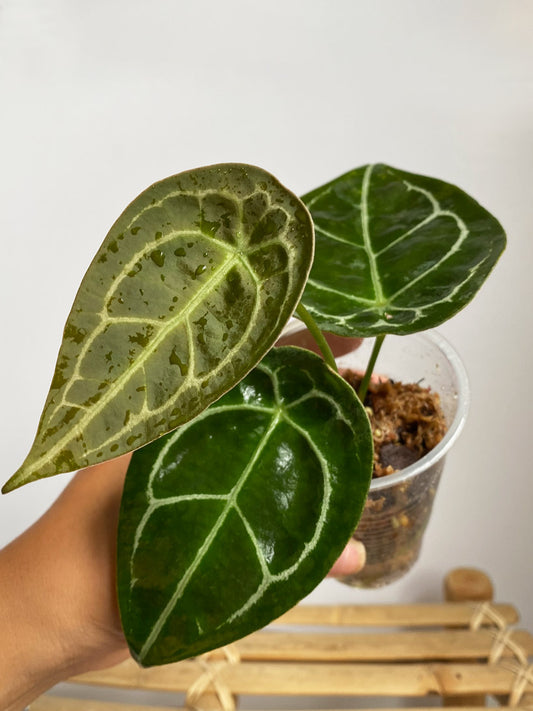 Anthurium Forgetii, Variant D, Rare Anthurium in Toronto, Canada