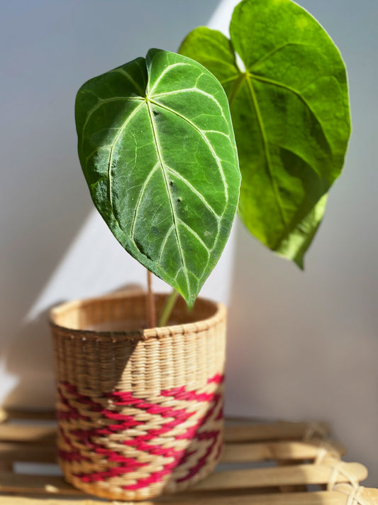Anthurium Magnificum, Rare Tropical Plant in Canada