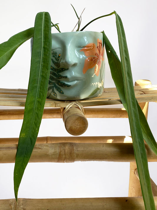 Anthurium Pallidiflorum, Medium Size, Mother Selva, Rare tropical plants in Toronto, Canada