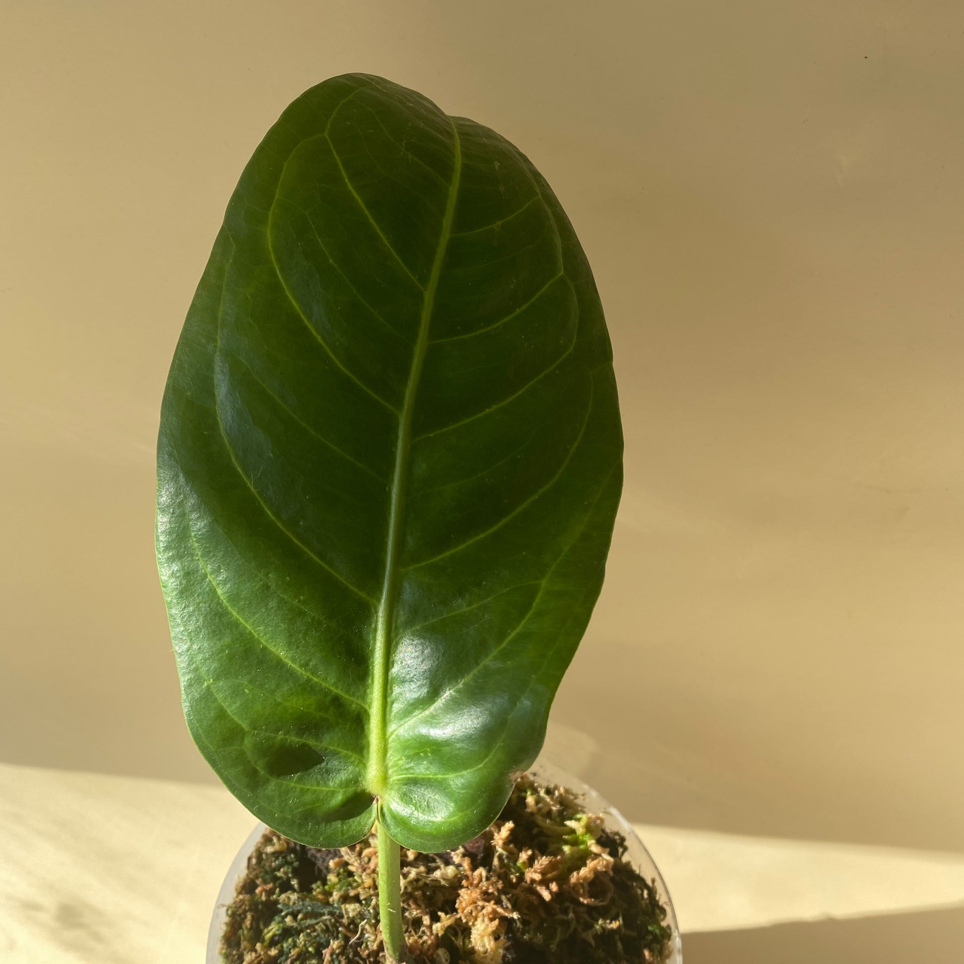 anthurium pseudospectabile for sale Anthurium Pseudospectabile ~ Medium Size ~ Mother Selva ~ Rare Tropical Plants in Canada