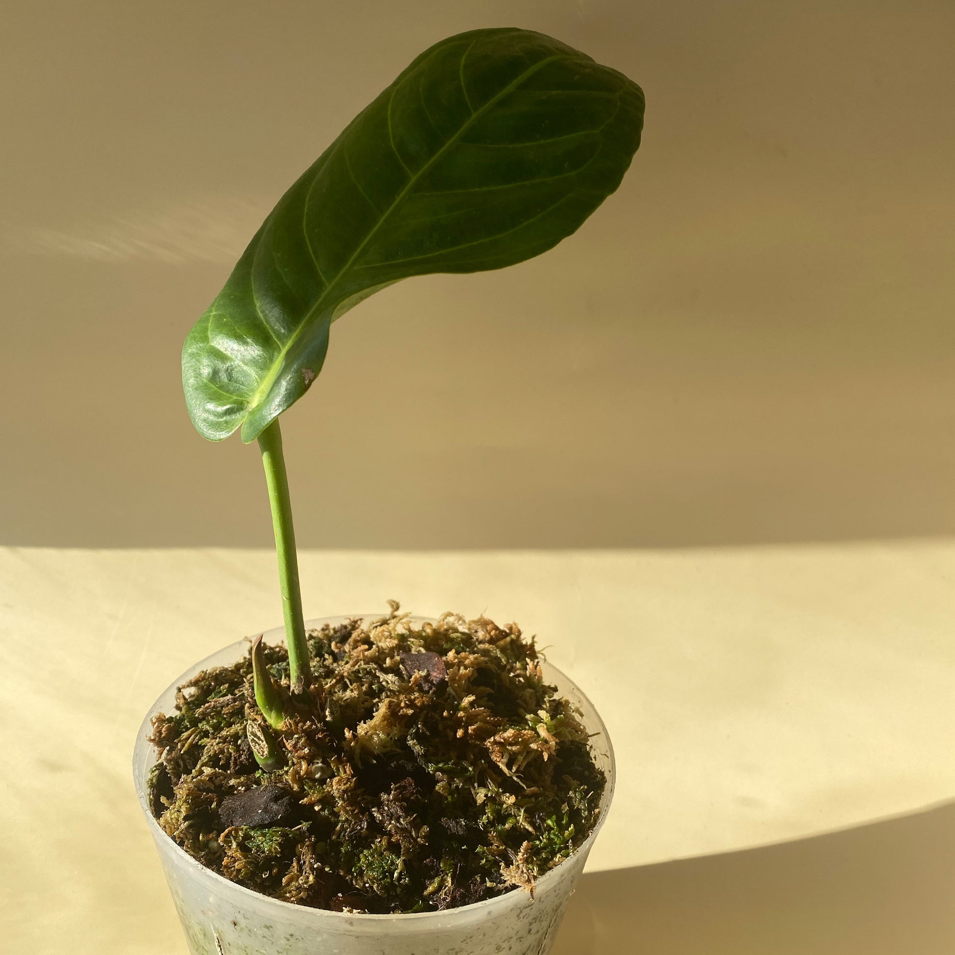 anthurium pseudospectabile Anthurium Pseudospectabile ~ Medium Size ~ Mother Selva ~ Rare Tropical Plants in Canada