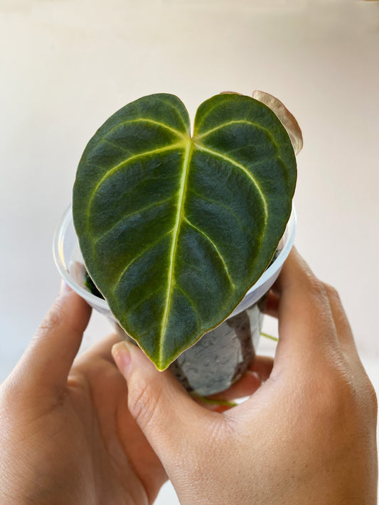 Anthurium Regale, small size, available in Toronto, Ontario