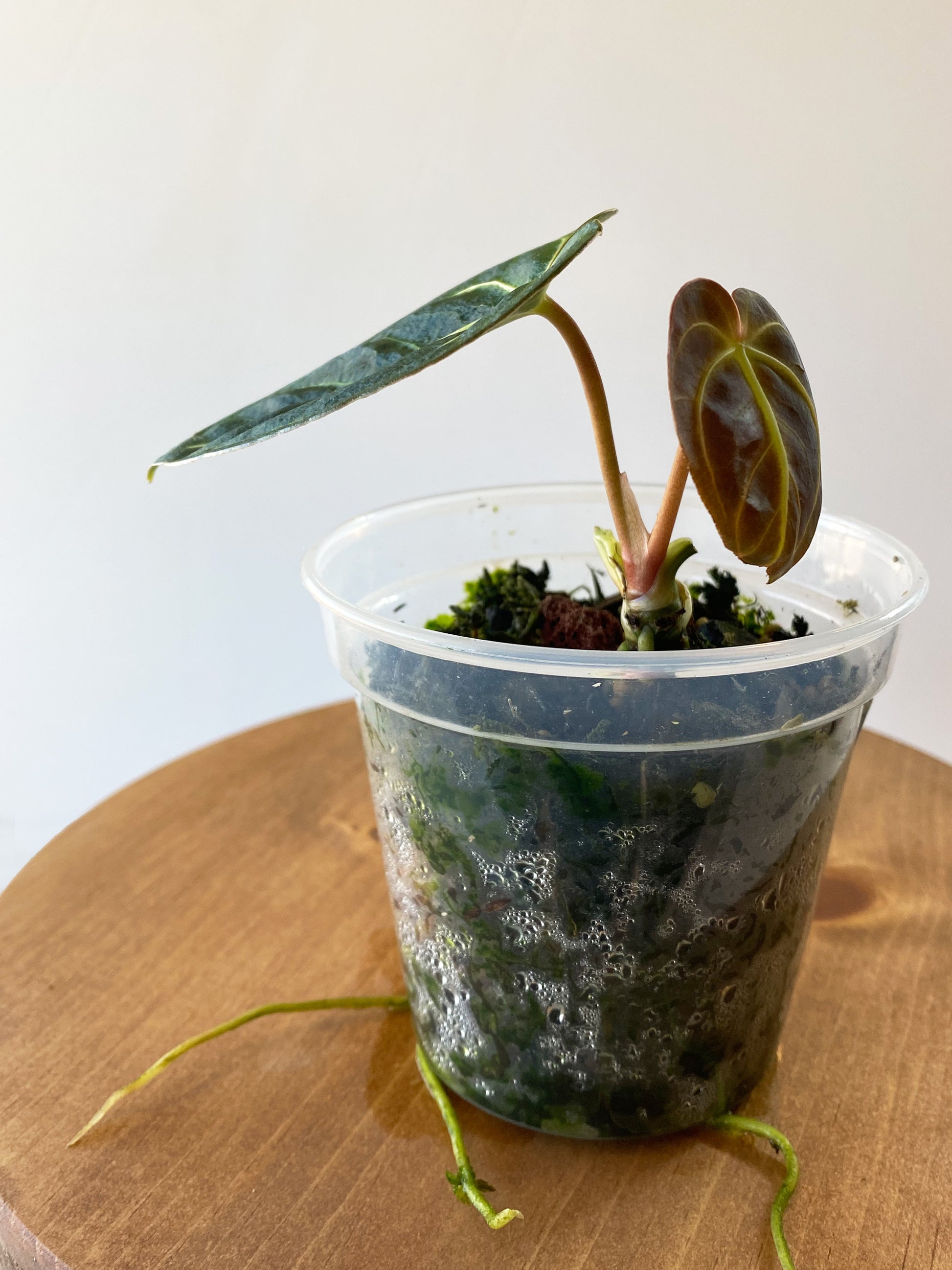 anthurium montreal Anthurium Regale ~ Small Size ~ Mother Selva ~ Rare Tropical Plants in Canada