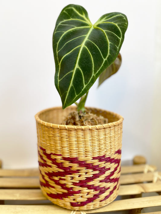 Anthurium Regale - Narrow Form in Toronto, Canada - Main leaf