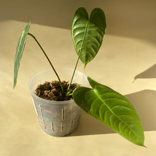 Anthurium Veitchii Type available in Toronto, Ontario Canada