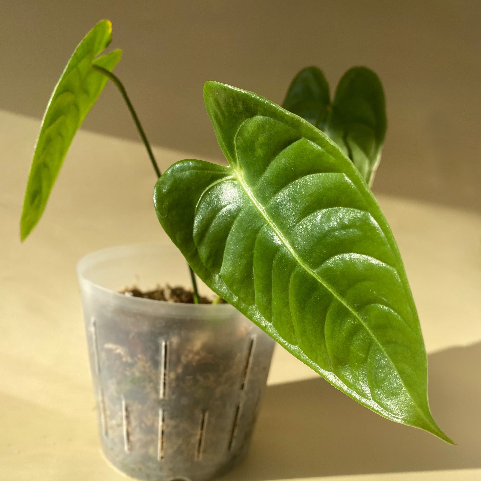 anthurium veitchii type Anthurium Veitchii ~ Medium Size ~ Mother Selva ~ Rare Tropical Plants in Canada